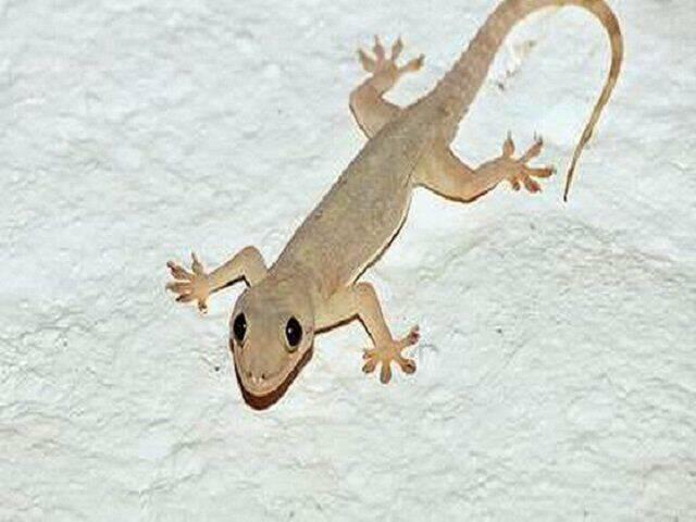 Hachuurui-Chan Wa Natsukanai 5 trang 11