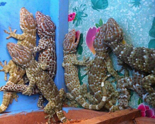 Hachuurui-Chan Wa Natsukanai 5 trang 13