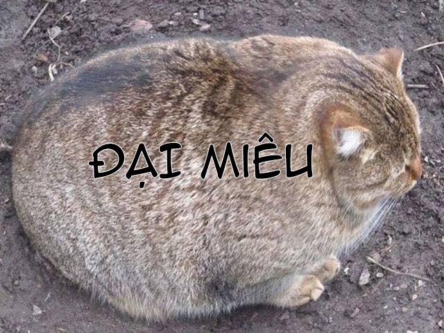 Hai ông anh rủ nhau làm thịt tôi! 0 Rei thịt ẻm rồi trang 0