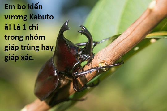 Ngay Cả Khi Hậu Tận Thế, Thật Hạnh Phúc Vẫn Còn Được Sống… 41.2 trang 12