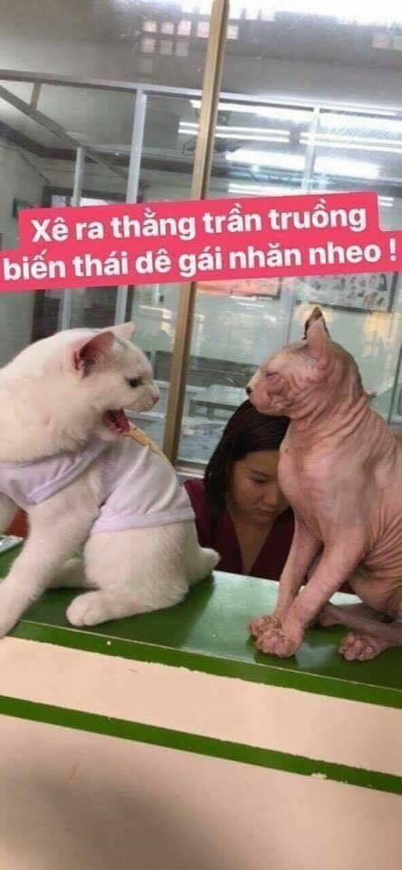 Vua Bóng Chuyền 221 trang 18